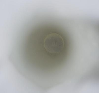 Fig.1. Sample overview (front). Photo by M.Gil 2018 © ICCROM Archives