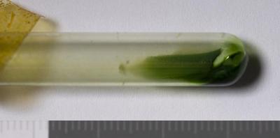 Fig.1. Sample overview (front). Photo by M.Gil 2018 © ICCROM Archives