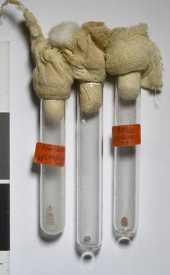 Fig.2: overview of the sample set. MRA-ITA-Ass025 is on the left.