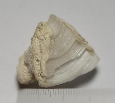 Fig.2. sample overview (reverse). Photo by M.Gil2018 © ICCROM Archives