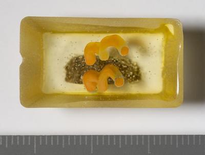 Fig.2. sample overview (reverse). Photo by M.Gil2018 © ICCROM Archives