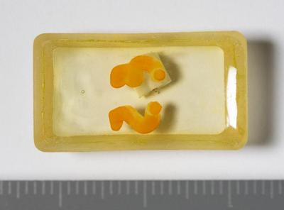 Fig.2. sample overview (reverse). Photo by M.Gil2018 © ICCROM Archives