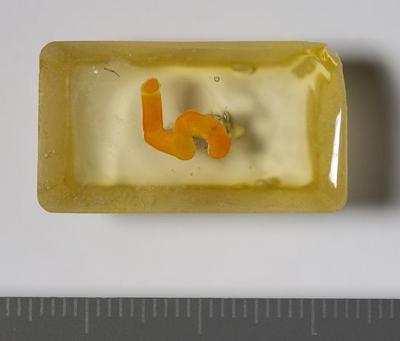Fig.2. sample overview (reverse). Photo by M.Gil2018 © ICCROM Archives