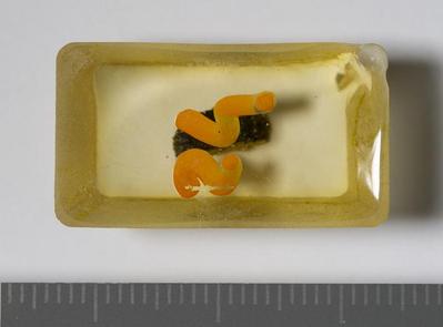 Fig.2. sample overview (reverse). Photo by M.Gil2018 © ICCROM Archives